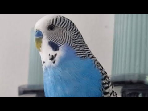 Видео: @Говорящий Попугай Кеша #попугай #говорящийпопугай #волнистыйпопугай @ПопугайКеша-ц4е #parrot #birds