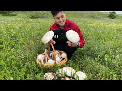 Видео: ФЕЕРИЧНЫЙ сбор шампиньонов. ГИГАНТСКИЕ ГРИБЫ! 25 килограмм за пару часов
