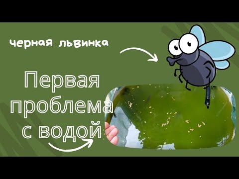 Видео: Зацвела вода. Борьба!