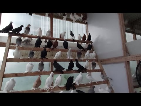 Видео: Как я подымаю голубей с крестовины.
