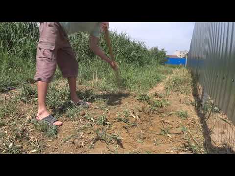 Видео: Борьба  с камышом на участке