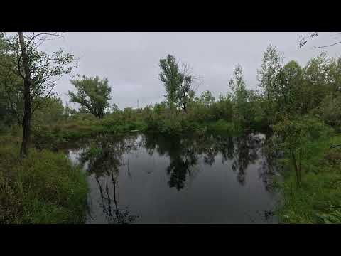Видео: Звуки летнего леса: шум ветра в листьях деревьев. Tascam DR-05X field recording.