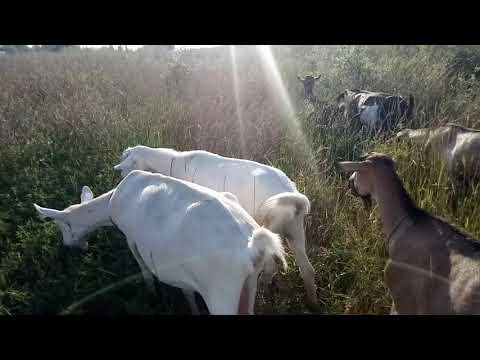 Видео: Половая охота. Как вызвать. 👆🙄🐏🐑