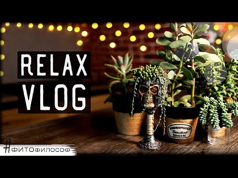 Видео: RELAX VLOG #1🌿НОВИНКИ растений, осмотр и ПОЛИВ суккулентов 🍃 Спокойная музыка и красивые цветы