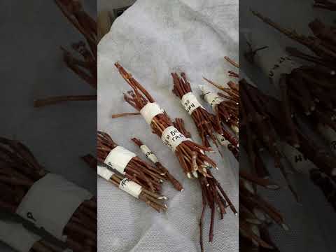 Видео: Сохраняем черенки гортензии в зиму