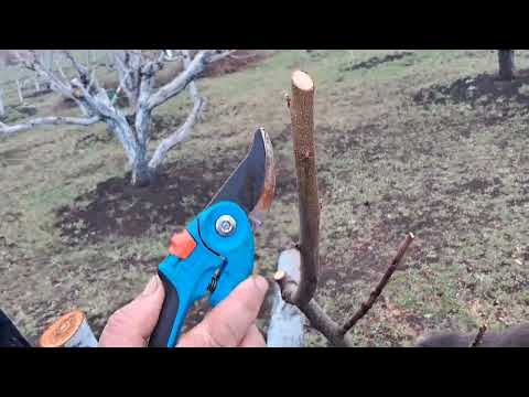 Видео: Омолодження старого персика.