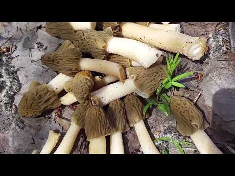 Видео: За грибами в апреле