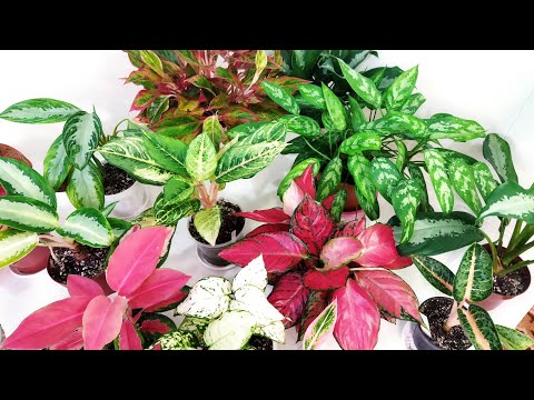 Видео: ЦВЕТЫ В ОКТЯБРЕ 🌺АГЛАОНЕМЫ♥️ ОБЗОР 🌿