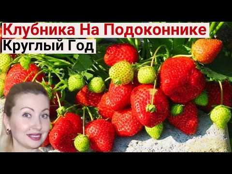 Видео: Вот Как Нужно ОПЫЛЯТЬ КЛУБНИКУ, Чтобы Был Урожай. Вырастает Сладкая, Вкусная. Огород на Балконе 2024