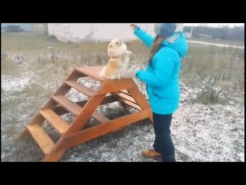 Видео: Неподражаемый шпиц Шкипер - заочник проекта ДТ.