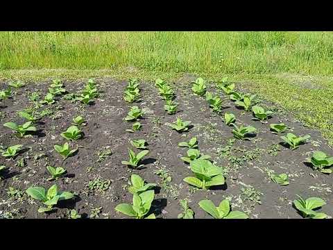 Видео: Влияние заморозков на табак.