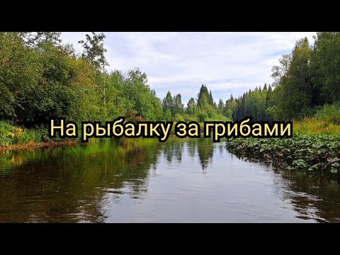 Видео: На рыбалку за грибами 