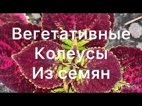 Видео: Выращиваем вегетативные колеусы из семян