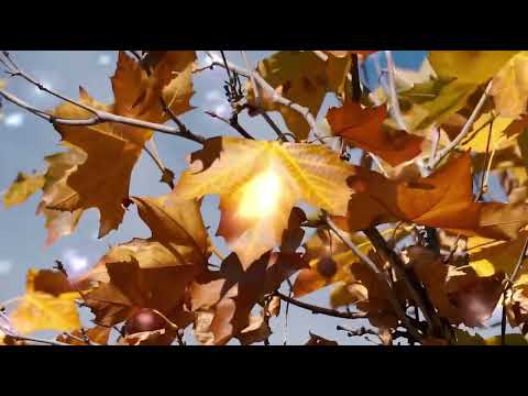 Видео: Листопад