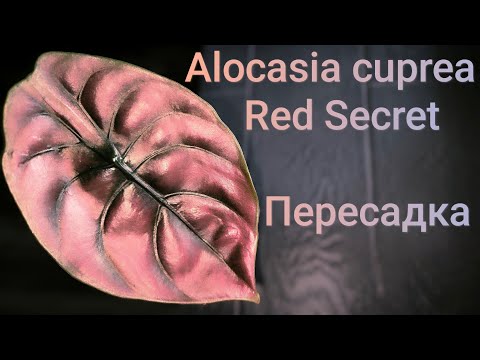 Видео: Пересадка алоказии медной Ред Сикрет (alocasia cuprea Red Secret)/ЭКСПЕРИМЕНТАЛЬНЫЙ ГРУНТ