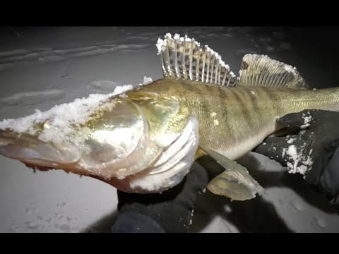 Видео: Тяжело, но можно! Москва-река, зимний спиннинг! Ловля СУДАКА на воблеры!