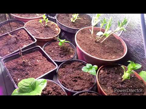 Видео: Крупнолистная гортензия. Пересаживаем и растим дома.