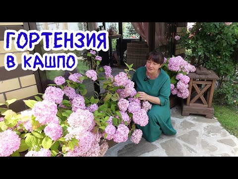 Видео: ГОРТЕНЗИЯ в КАШПО - все секреты выращивания. Как растет, как зимует, как тормозить в развитии?
