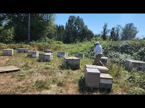 Видео: 28 августа обрабатываем электрической дым пушкой