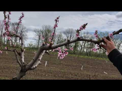 Видео: Цвітіння 15-річного персика після весняного омолодження