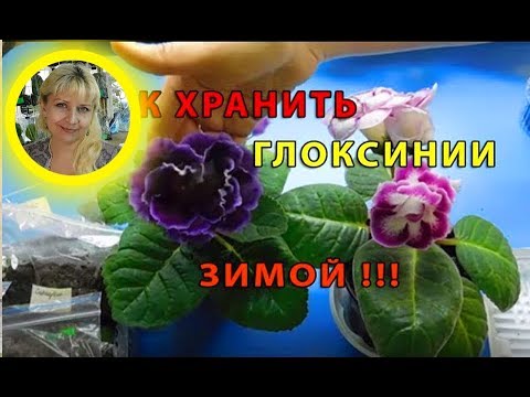 Видео: 🌱КАК ХРАНИТЬ ГЛОКСИНИИ ЗИМОЙ . 🌱How to grow gloxinia from a tuber