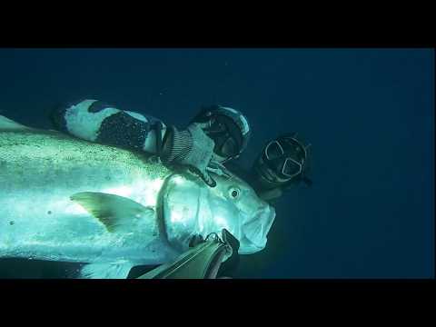 Видео: Подводная охота 50 кг гигантский амберджек Нептун #pescasub #bigamberjack #подводная охота #гарпун