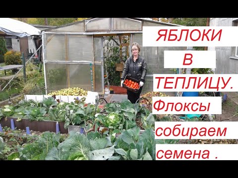 Видео: Яблоки в теплицу.Флоксы собираем семена.