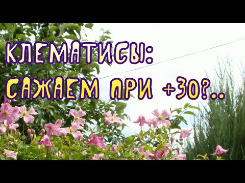 Видео: Клематисы: сажаем при +30?..