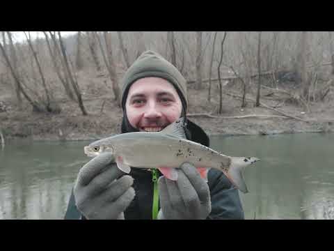 Видео: р. Золота Липа. Що тут з рибкою??? Підуст, Верхушка, Карась