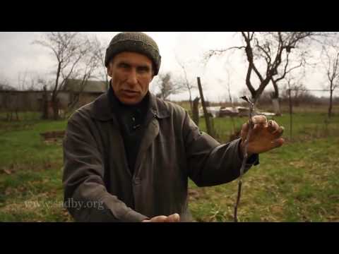 Видео: Яблоня: формируем саженцы дерева с нуля || Секреты обрезки яблони: формируем крону правильно!