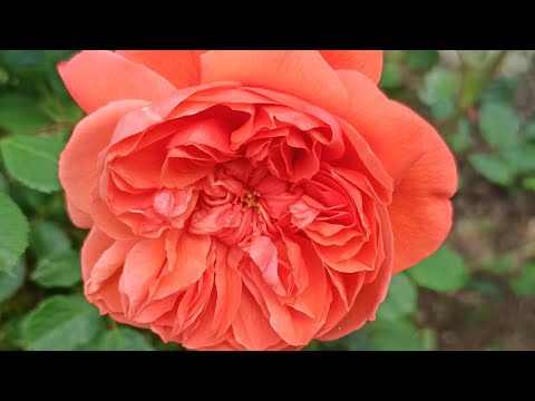 Видео: Цветение роз начинается раньше! Новый инструмент для роз.