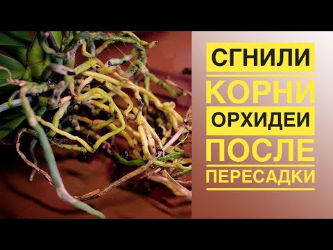 Видео: Сгнили корни у орхидеи после пересадки. Почему так происходит?