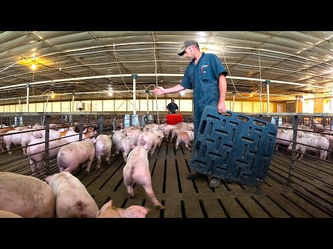 Видео: Давайте посчитаем свиней!