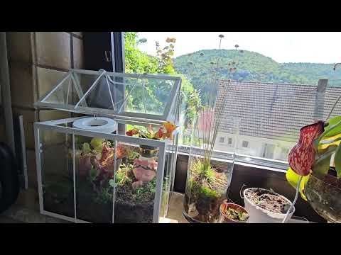 Видео: Комнатные растения #top #plants #flowers #garden #nature #