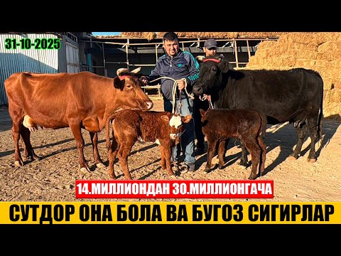 Видео: СУТДОР ОНА БОЛА ВА БУГОЗ СИГИРЛАР АРЗОН НАРХДА ФЕРМА ХОНАДАН 31-10-2025г