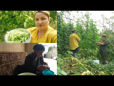 Видео: Մայրիկիս Այգու ԿԱՆԱՉ ԼՈԲԻՆ - Շամշադինի Համը - Шамшадин 