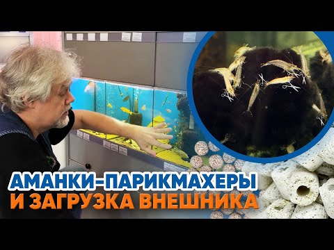 Видео: Аквариумные новости с Владимиром Ковалёвым (11.04.2025). Аманки парикмахеры и загрузка внешника.