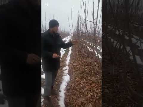 Видео: Интенсивдуу гилас бактын кышкы корунушу