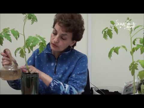 Видео: Что делать если рассада вытянулась и переросла? Сайт "Садовый мир"