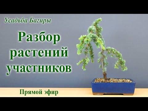 Видео: Разбор растений участников