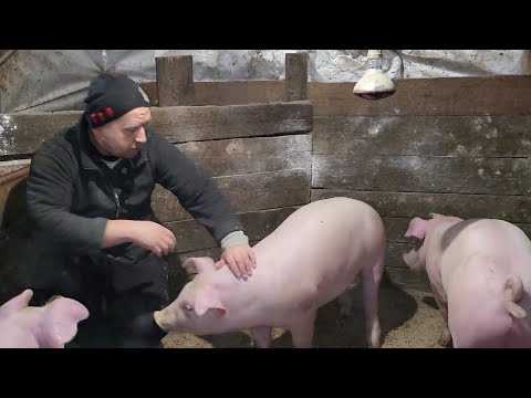 Видео: ‼️ Маленькие 🐷 уже меня по весу догоняют 💪 Обработка поросят от глистов ❓ чем ❓ Купил пилу игрушку 😅