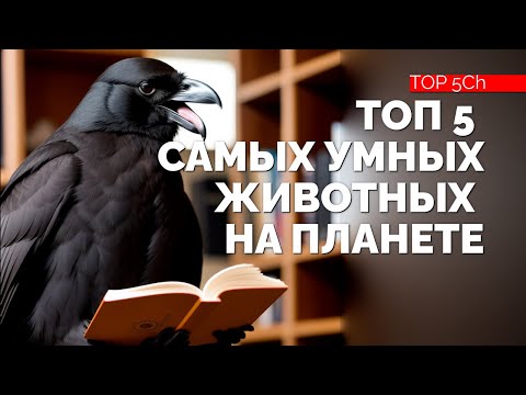 Видео: ТОП 5 самых умных животных на планете.
