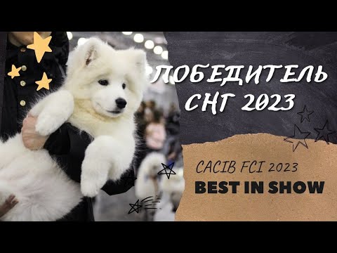 Видео: Международная выставка собак CACIB FCI 2023... Победитель СНГ 2023... International Dog Show 2023