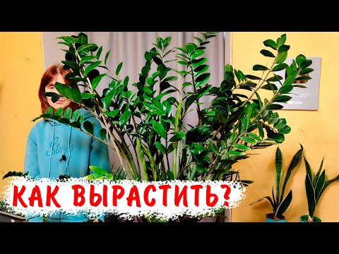 Видео: Главный секрет выращивания замиакулькаса. Как вырастить большой замиокулькас.