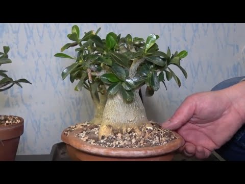 Видео: Как обрезать корни адениума тучного / пустынной розы