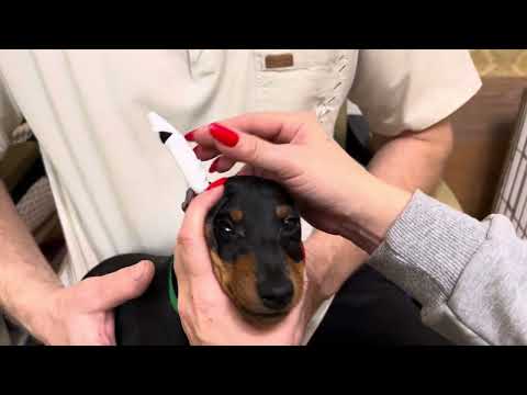 Видео: Как заклеить подклеить уши щенку цвергпинчера. Питомник цвергпинчеров Брайт Фридом Московская обл