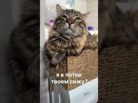 Видео: Лучшее видео за месяц с котом Василием:)