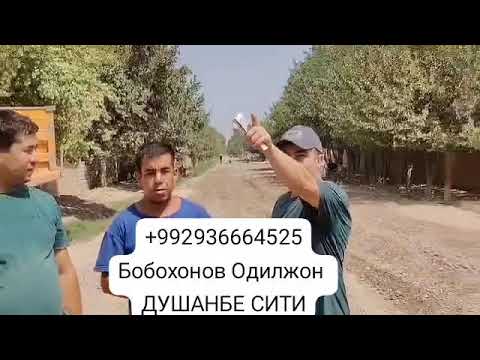 Видео: Совхоз Тожикистон дихаи Шох махаласида катта ободончилик Хисаларингизни кушаслар диган умеда Рахмат👍