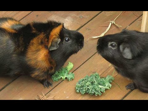 Видео: Как познакомить морских свинок между собой?