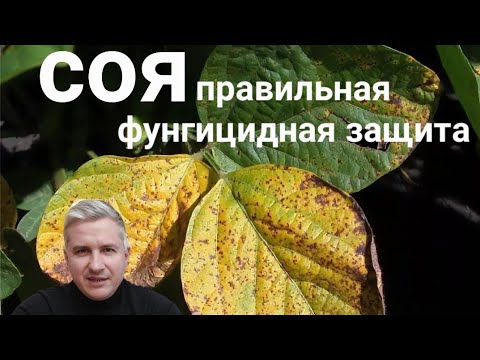 Видео: СОЯ: стратегии применения фунгицидов